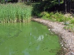 Сине-зеленые водоросли пруд берег